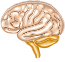 Neuropod